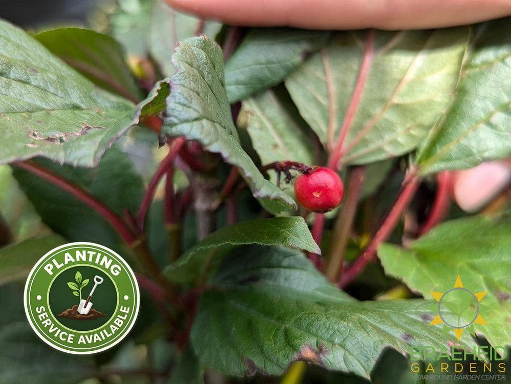 Lowbush Cranberry