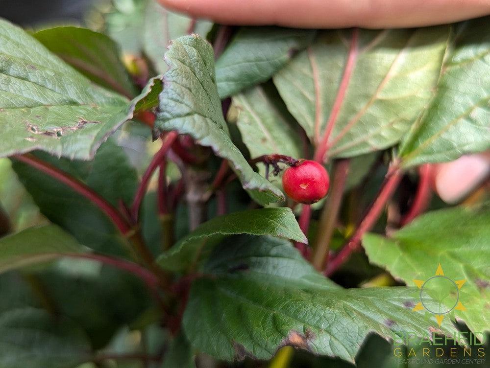 Lowbush Cranberry