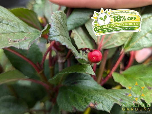Lowbush Cranberry