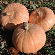 Lower Salmon River Squash