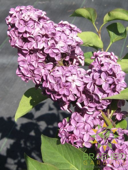 Ludwig Spaeth French Lilac