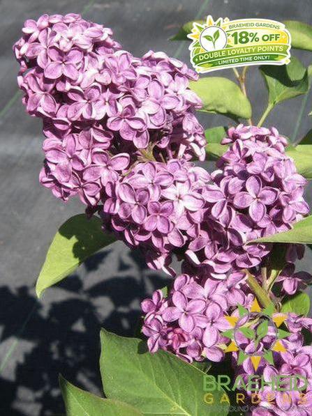 Ludwig Spaeth French Lilac