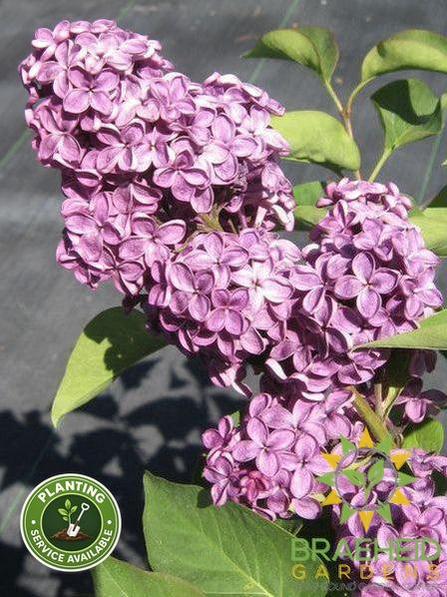 Ludwig Spaeth French Lilac