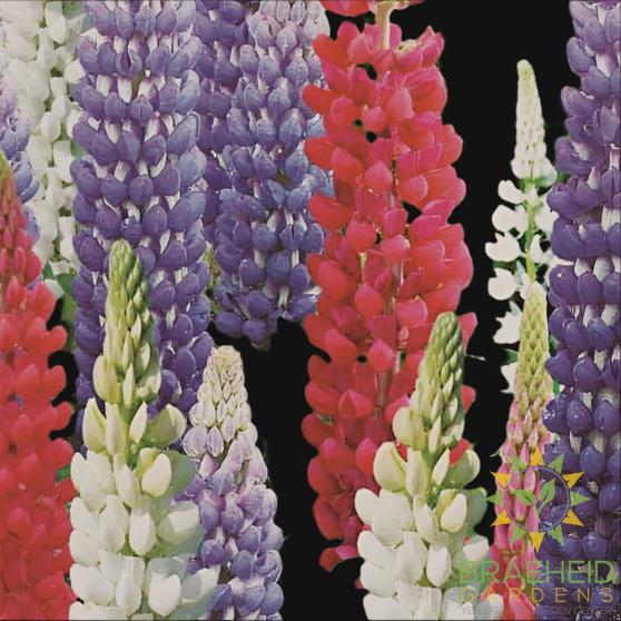 Lupin Mix