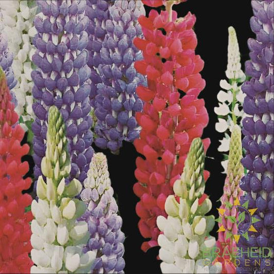 Lupin Mix