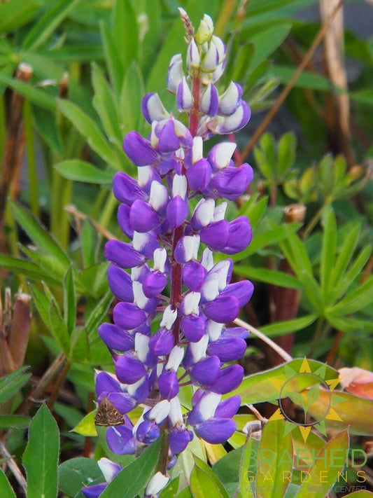 Mini Gallery™ Blue Bicolor Lupine