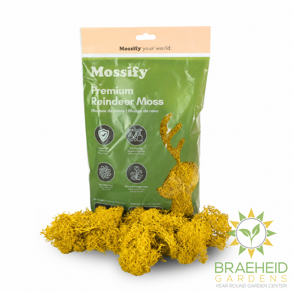 Premium Reindeer Moss Bag