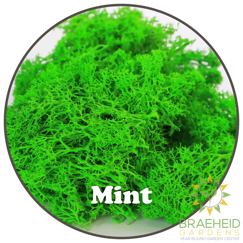 Premium Reindeer Moss Bag