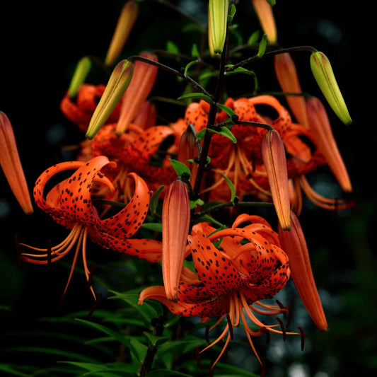 Tiger Lily