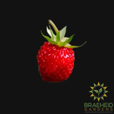 Woodland Strawberry (Red Alpine)