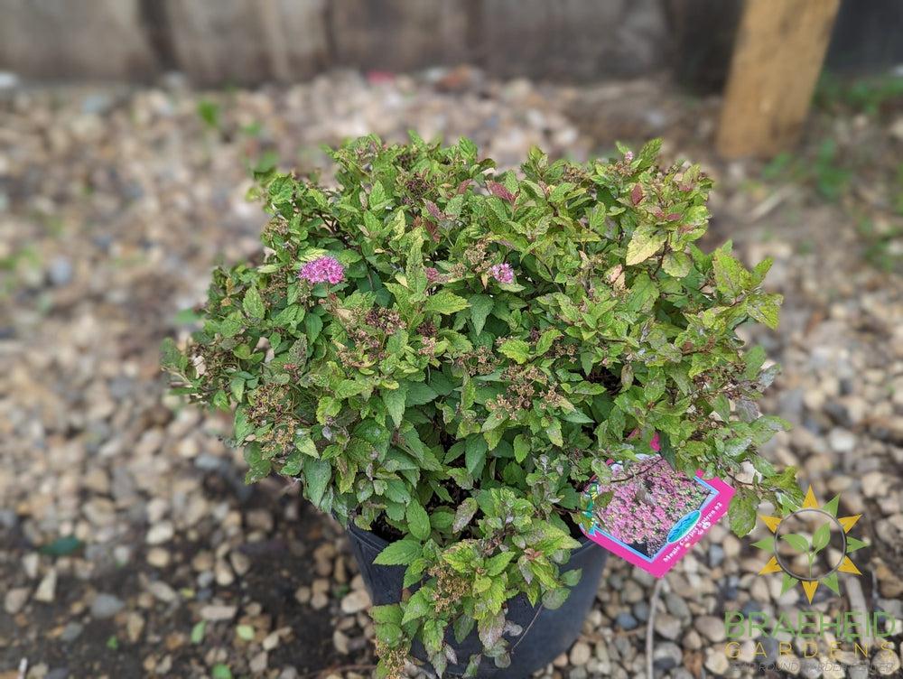 Magic Carpet Spirea