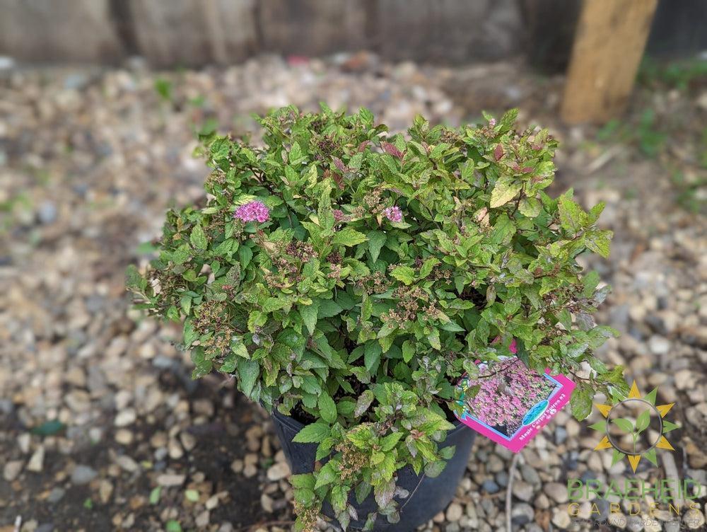 Magic Carpet Spirea