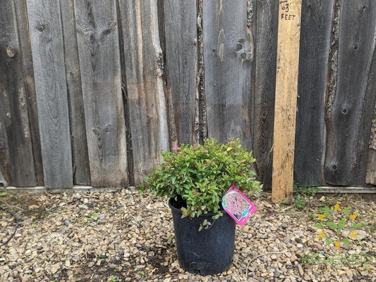 Magic Carpet Spirea