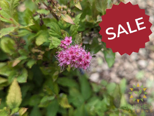 Magic Carpet Spirea
