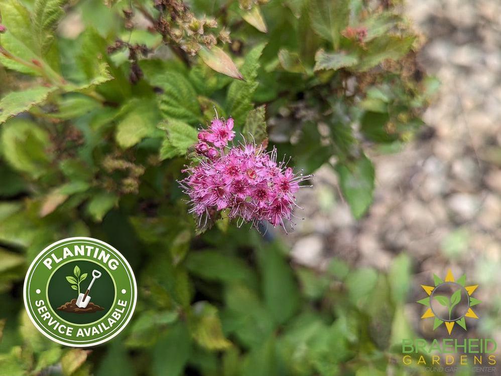 Magic Carpet Spirea