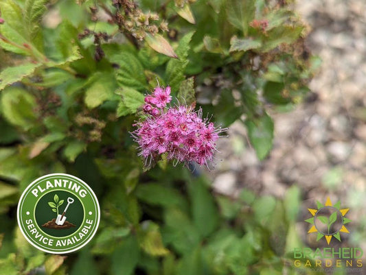 Magic Carpet Spirea