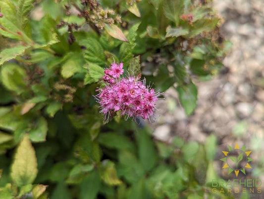 Magic Carpet Spirea
