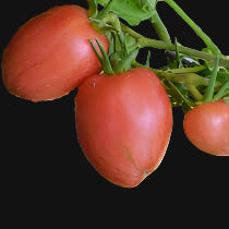 Maida's Kootenai Giant Tomato