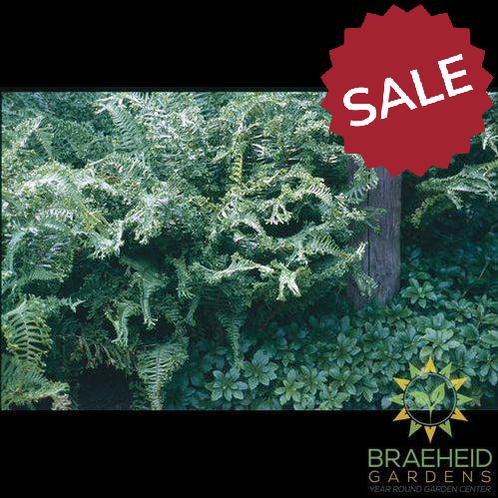 Male Fern
