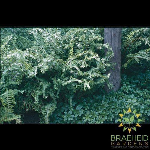 Male Fern