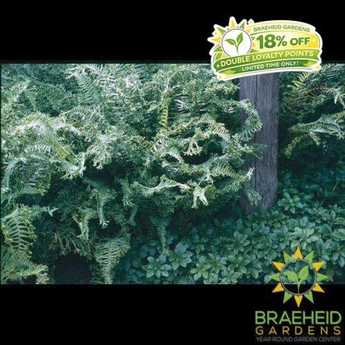 Male Fern