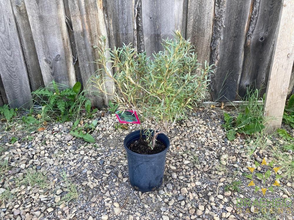 Male Sea Buckthorn