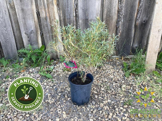 Male Sea Buckthorn