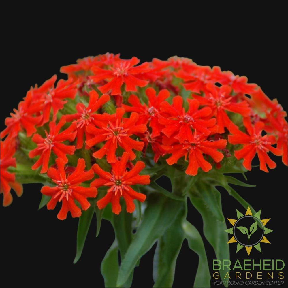 Maltese Cross