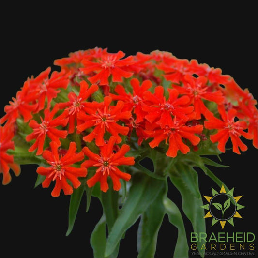 Maltese Cross