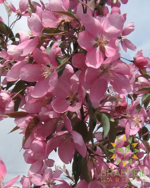 Makamik Flowering Crabapple