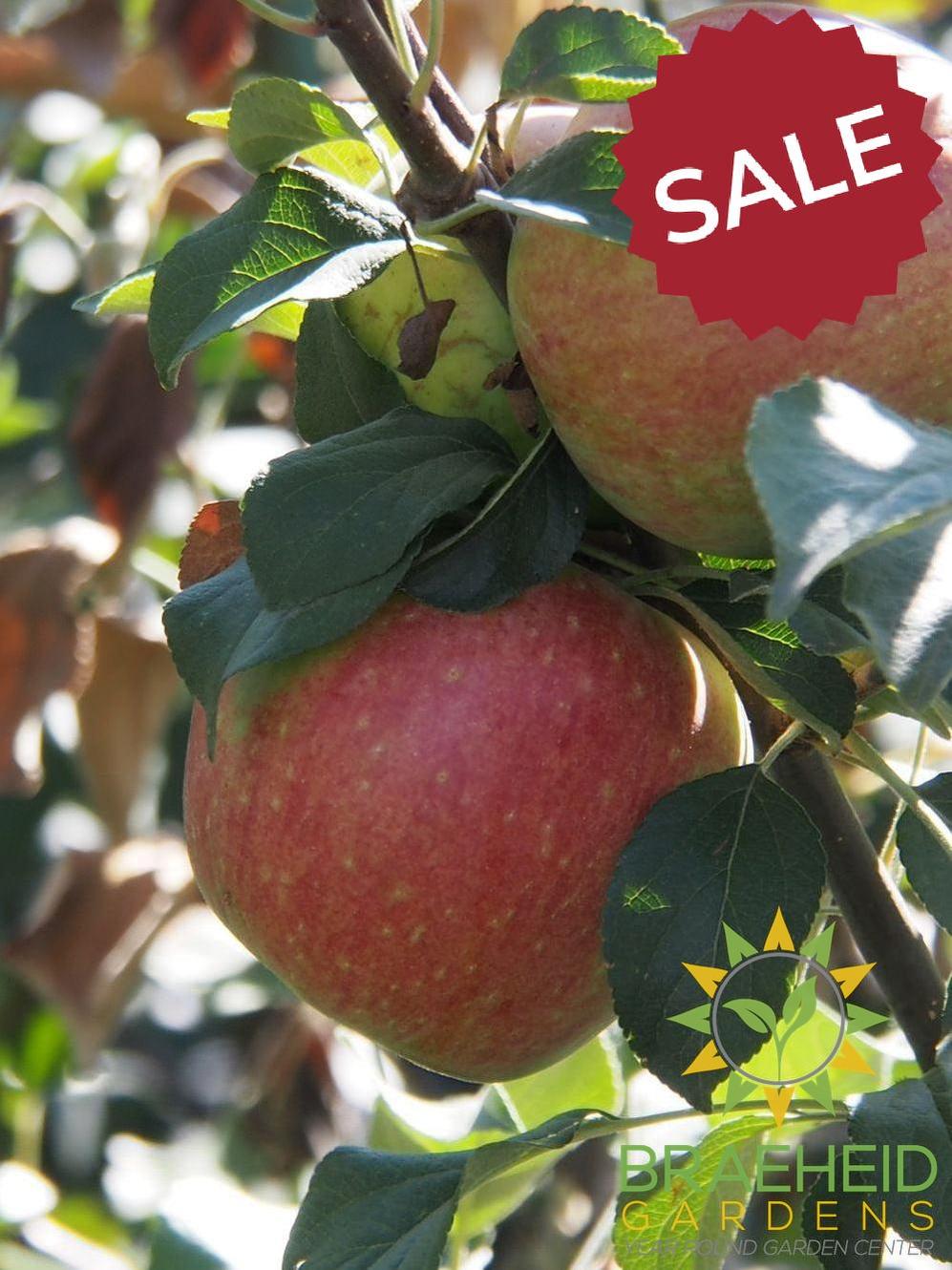 🍎 Auction #8 – Cold-Hardy Apple Tree Collection (Zone 2–3)