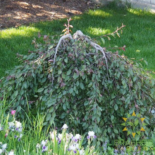 Royal Beauty Weeping Flowering Crabapple