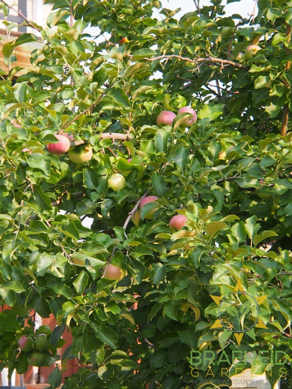 Buy Apple trees in Grande Prairie, AB Braeheid Gardens Ltd.