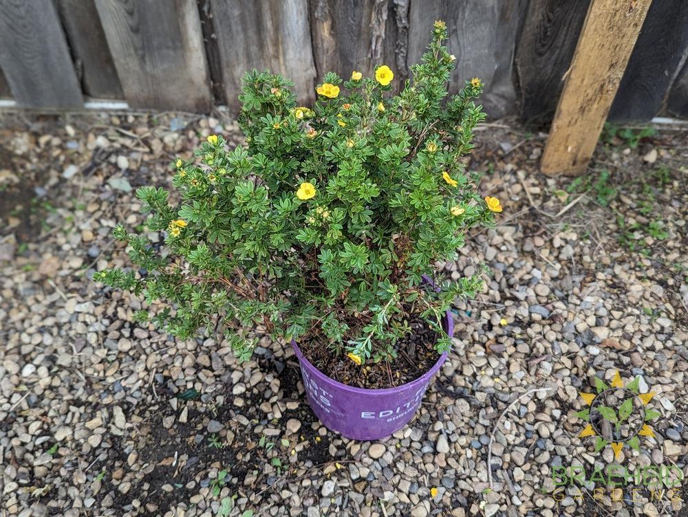 Mandarin Tango® Potentilla