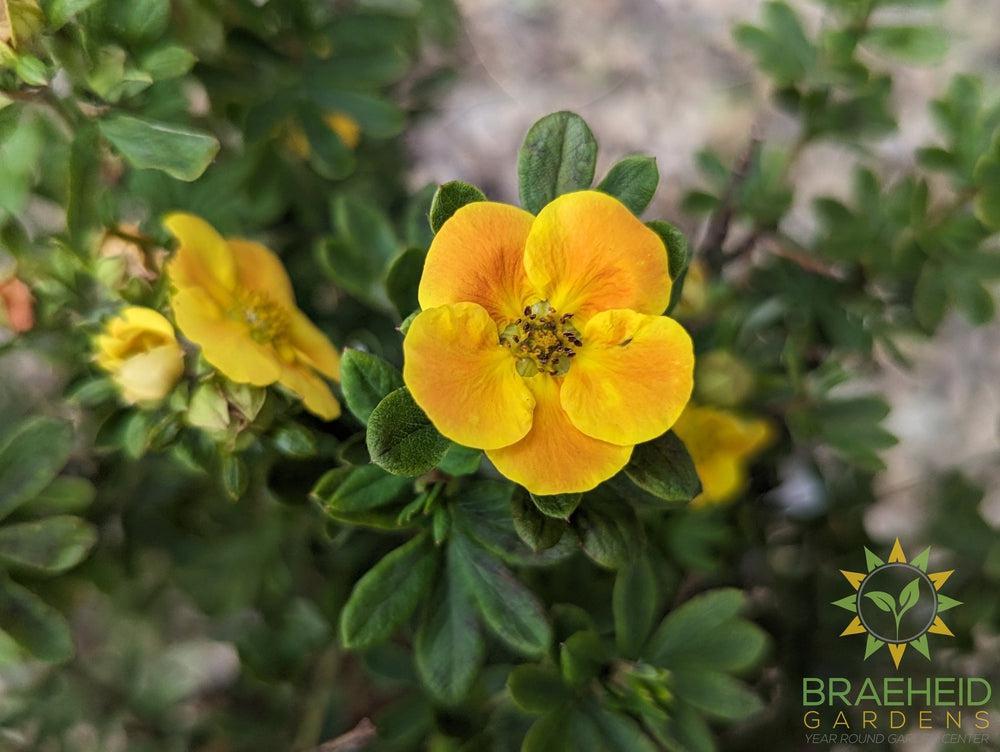 Mandarin Tango® Potentilla