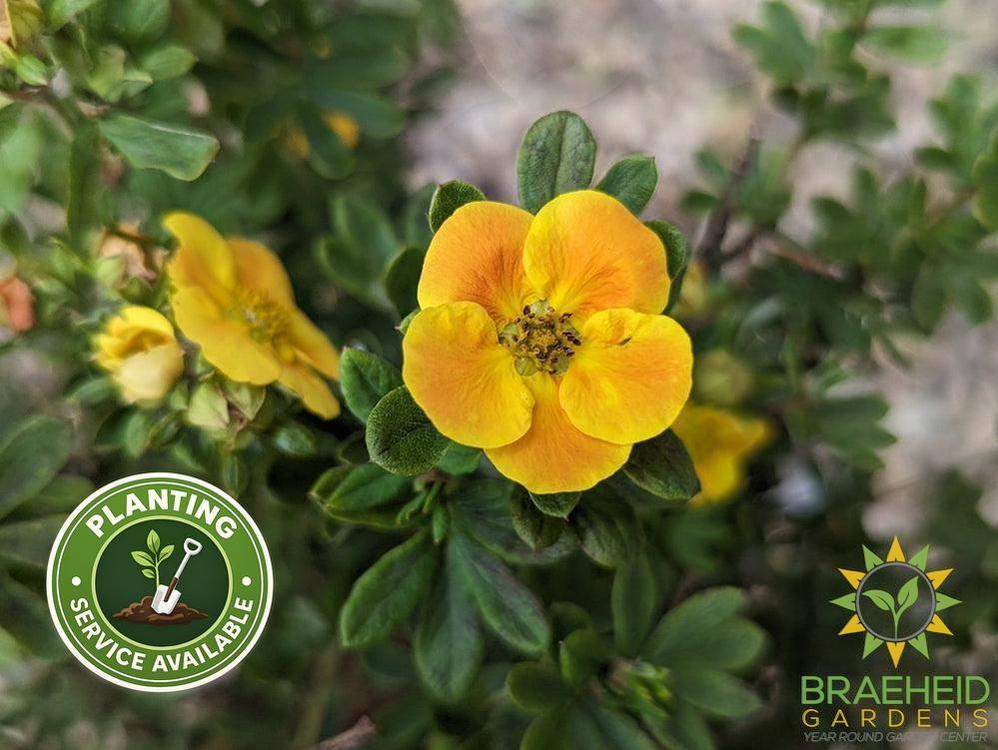 Mandarin Tango® Potentilla