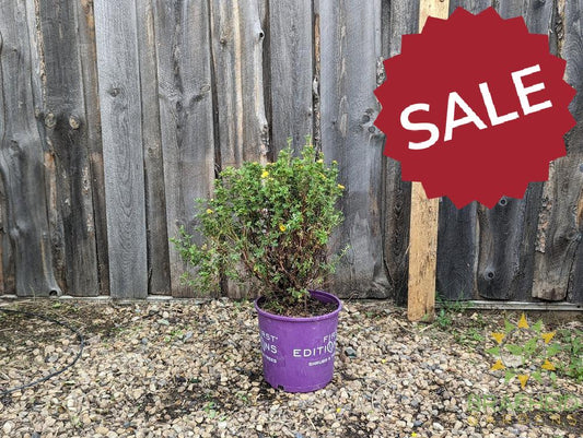 Mandarin Tango® Potentilla