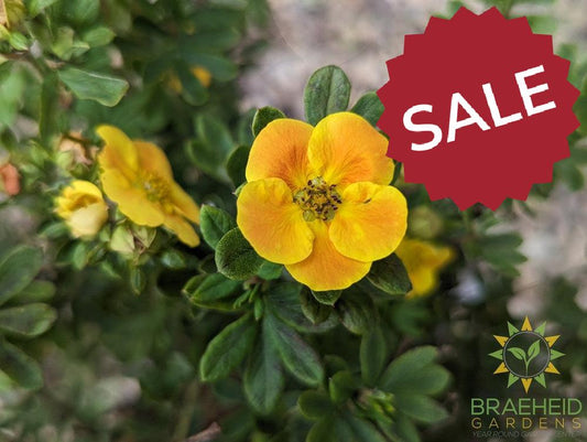 Mandarin Tango® Potentilla