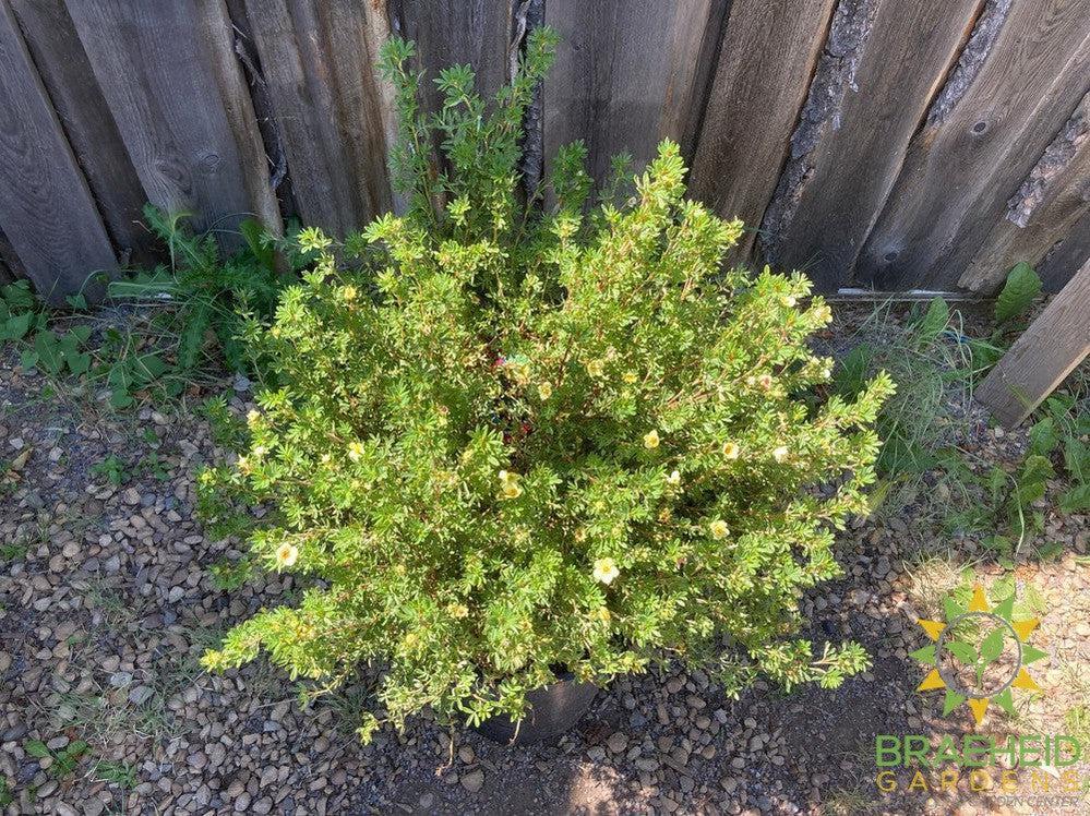 Mango Tango® Potentilla