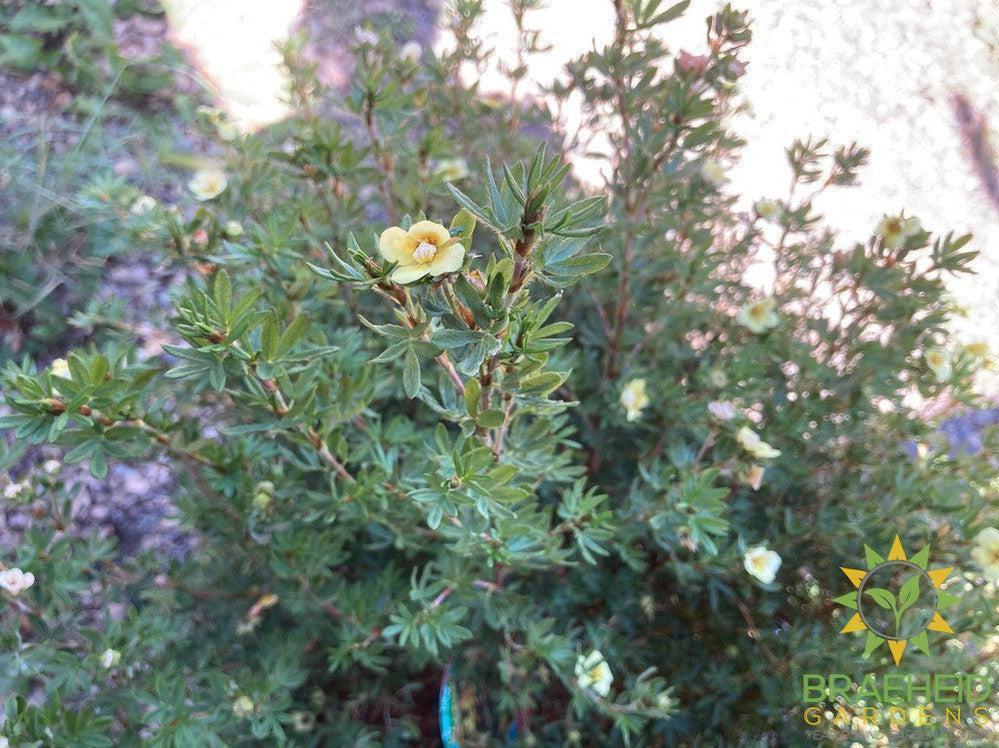 Mango Tango® Potentilla