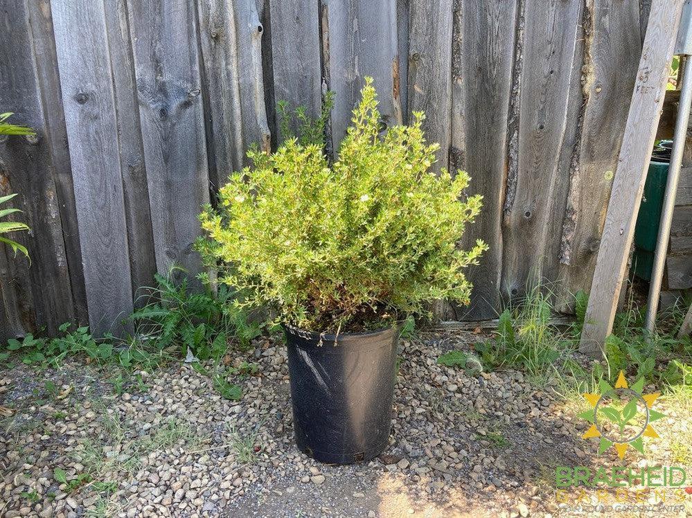 Mango Tango® Potentilla