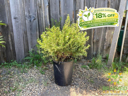 Mango Tango® Potentilla