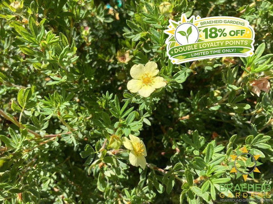 Mango Tango® Potentilla