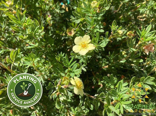 Mango Tango® Potentilla
