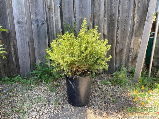 Mango Tango® Potentilla