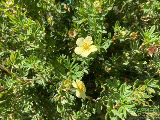 Mango Tango® Potentilla