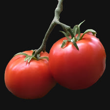 Manitoba Tomato
