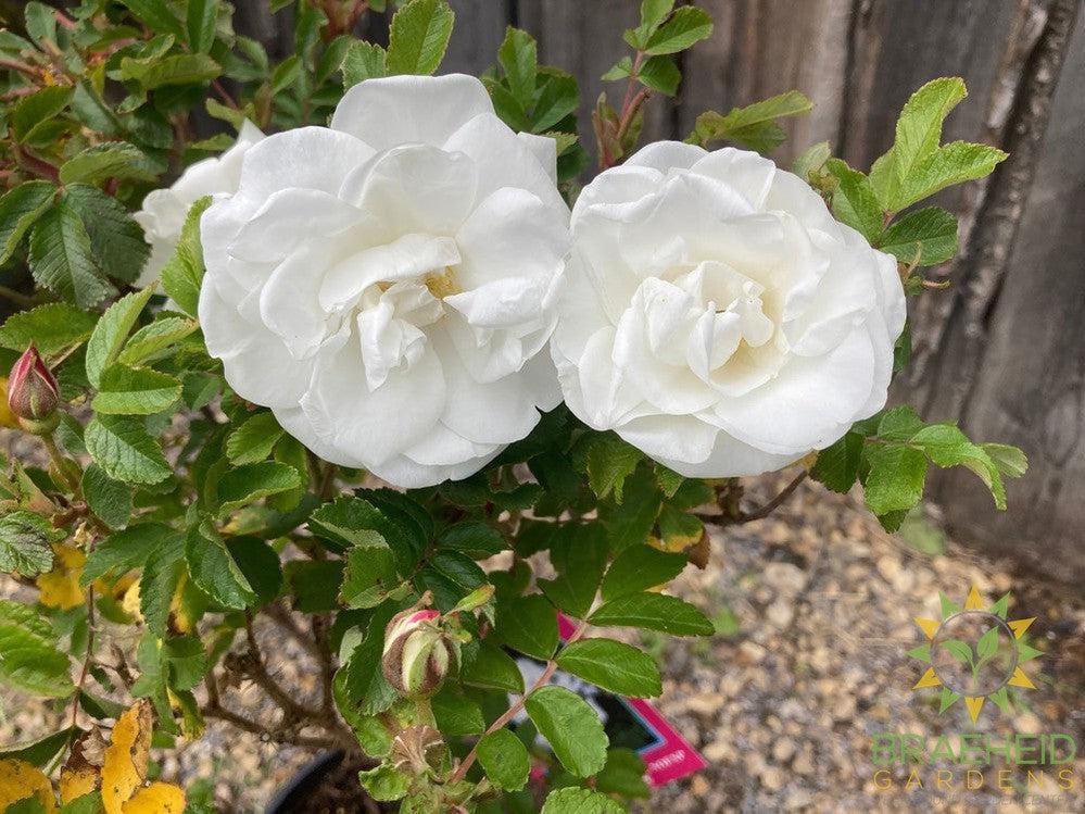 Marie Bugnet Rose