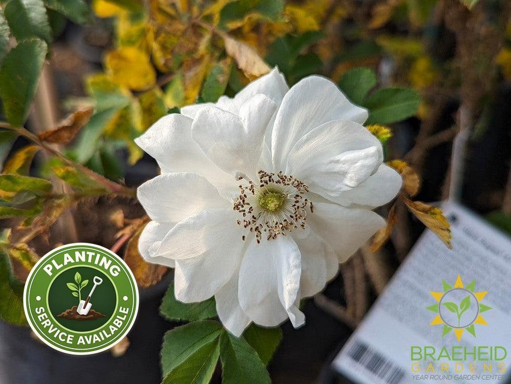 Marie Bugnet Rose