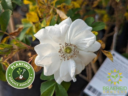 Marie Bugnet Rose